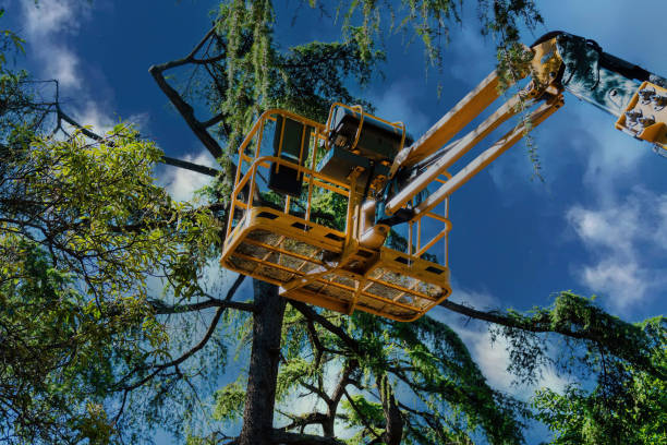 Trusted Shelbyville, TN  Tree Services Experts