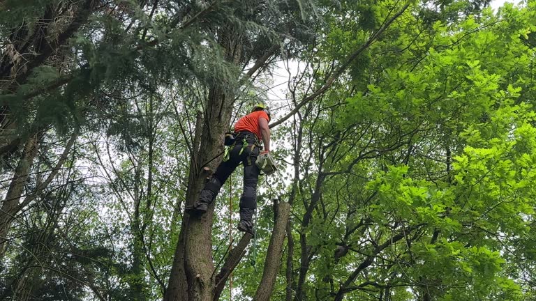 How Our Tree Care Process Works  in  Shelbyville, TN